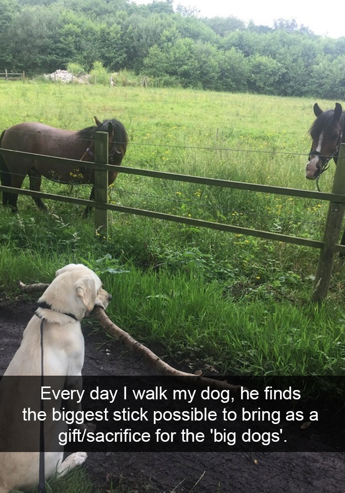 white Labrador sitting in front of two horses behind the fence with a large stick in its mouth photo with a caption-