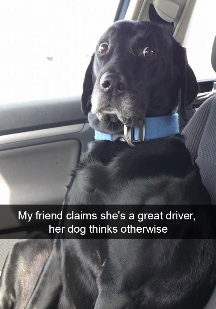 black Labrador sitting in the passenger with its sacred face photo with caption- 