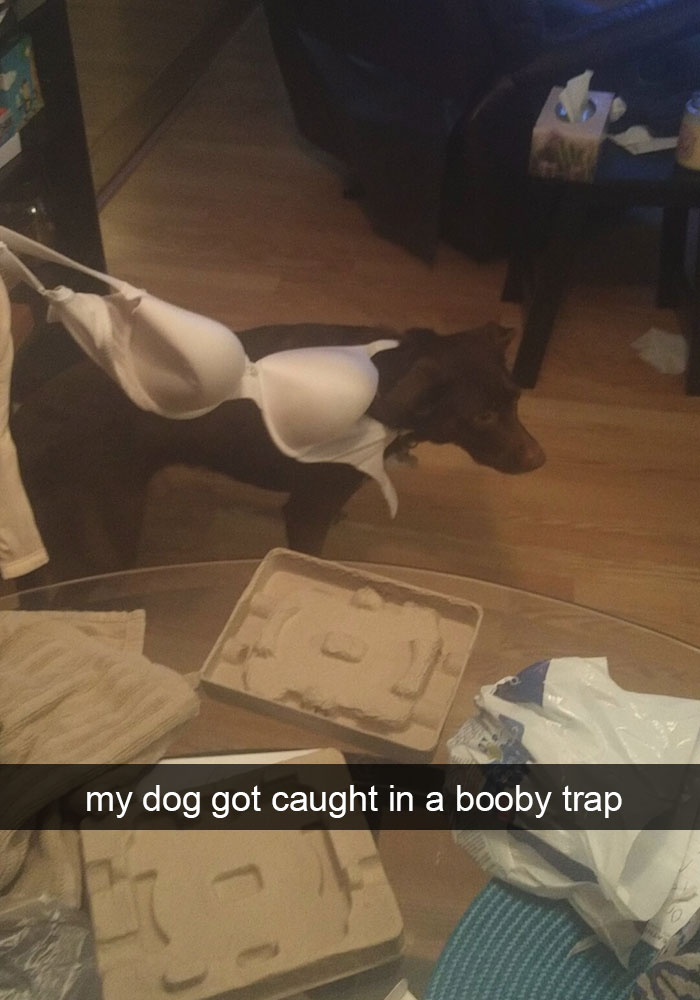 chocolate brown Labrador stuck in the strap of bra while standing on the floor photo with caption -