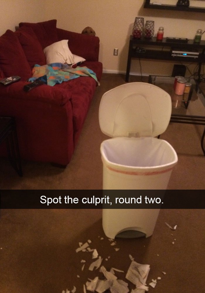 Labrador peeking behind the couch with an open trashcan and torn trashes on the floor photo with caption -