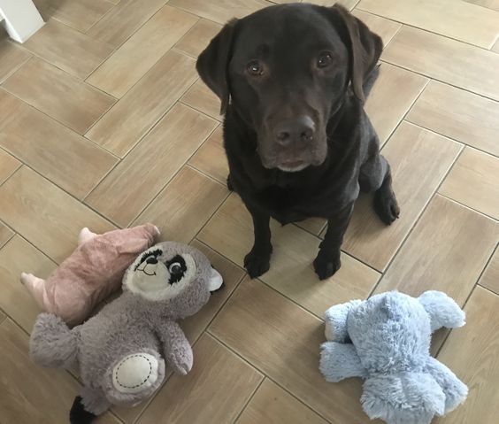 black Labrador sitting on the floor with its toys