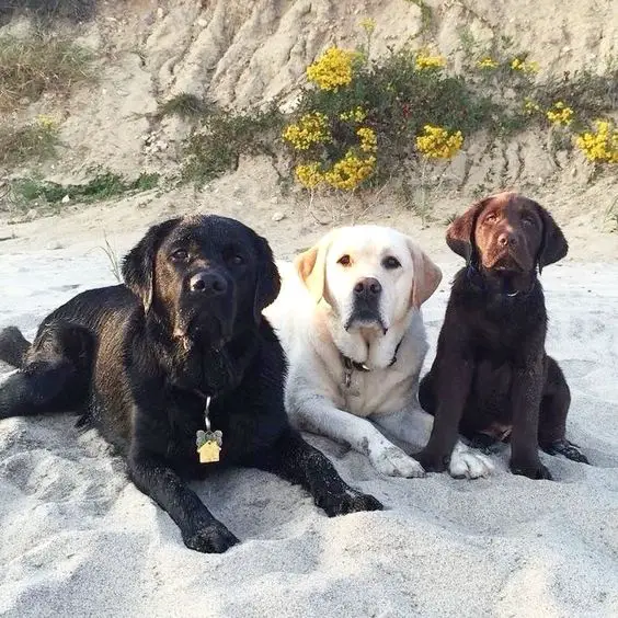 black, yellow, and chocolate brown Labradors lying down in the sand