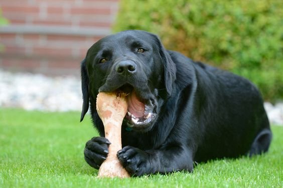 black Labrador lying down on the green grass chewing its bone treat