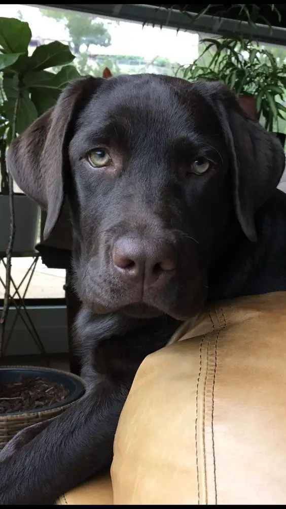 black Labrador puppy on the couch