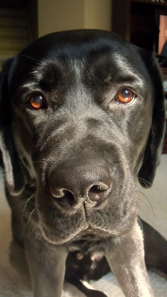 close up face of a black Labradors sitting sitting on the floor under the sun