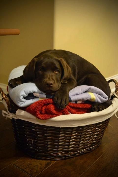 chocolate brown Labrador puppy resting on top laundry basket
