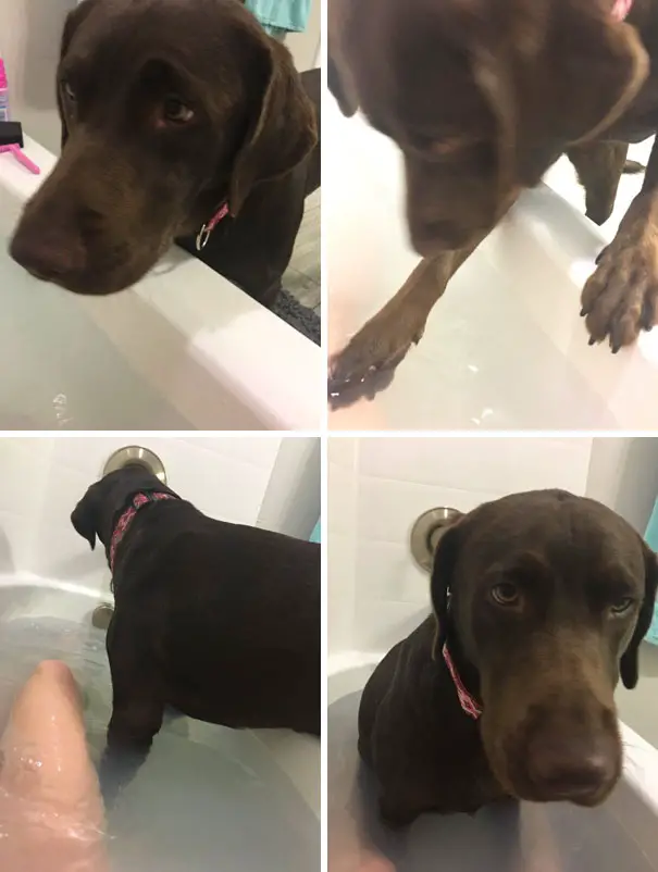 four photos of a Labrador Retriever getting inside the bathtub next to its person