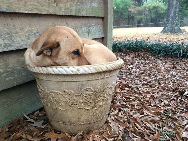 Labrador Retriever squeezed inside a concrete Pot