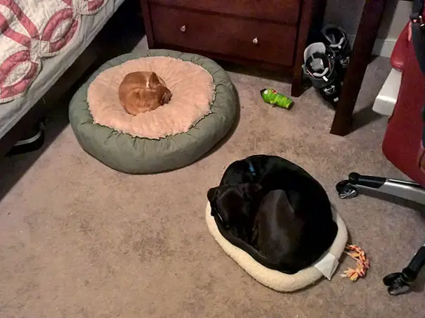 Labrador Retriever curled up sleeping in a small bed while the chihuahua is sleeping in a big bed