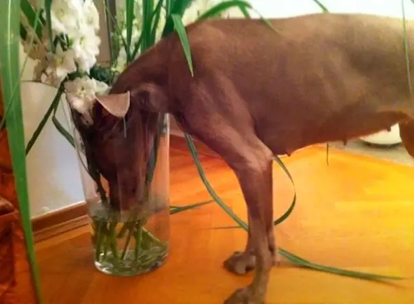 Labrador Retriever standing on the floor while drinking the water from the flower vase