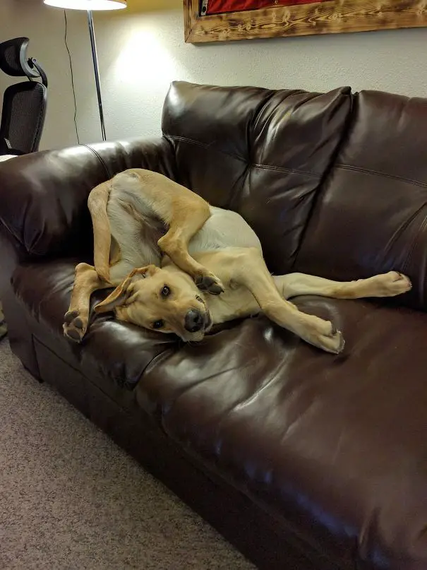 Labrador Retriever lying on the couch with its legs twisted