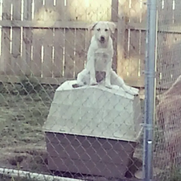 Labrador Retriever sitting on top of tis dog house in the backyard with its legs spread out
