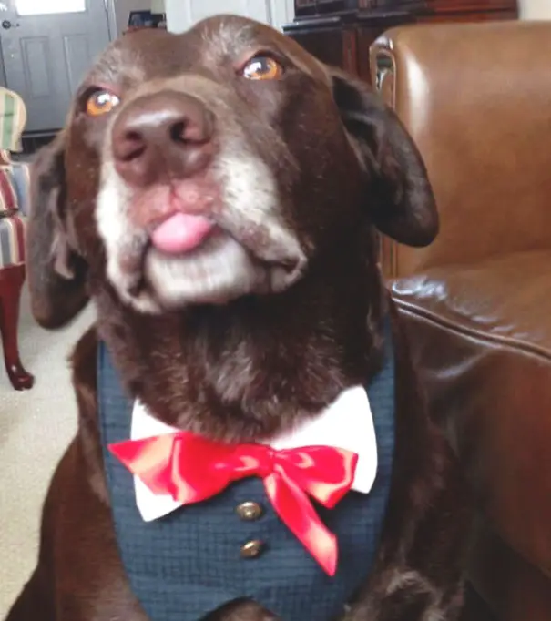 Labrador Retriever sitting on the floor wearing a collar with bow tie around its neck while sticking its small tongue out