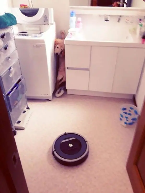 Labrador Retriever puppy scared of a robot vacuum cleaner hiding in between the washing machine and sink