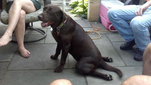 chocolate brown Labrador Retriever sitting on the floor with its legs spread out flat on the floor