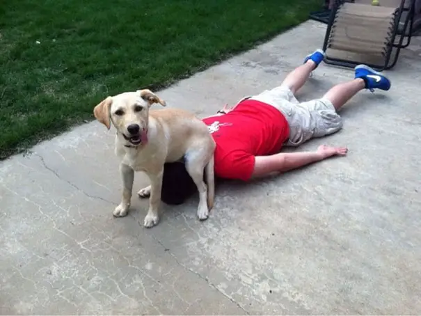 Labrador Retriever puppy sitting on the head of a kid lying on the concrete in the backyard garden