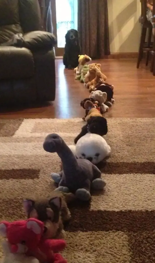 Labrador Retriever standing in line with stuffed toys