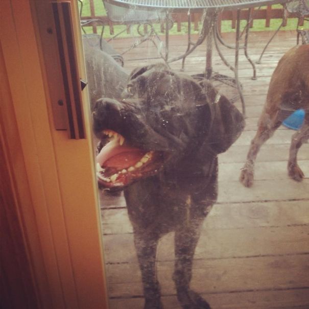 Labrador Retriever standing behind the door with while sticking its mouth on the glass