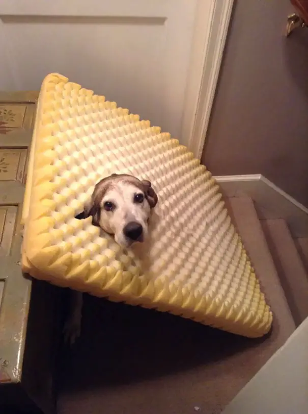 Labrador Retriever siting on the stairway with a foam stuck over its head