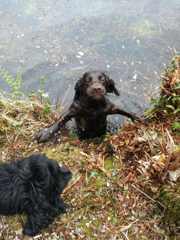 Labrador Retriever on the edge of the lake trying to get out from the water with its funny face