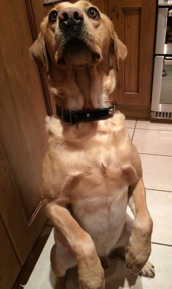 Labrador Retriever siting pretty with its begging face.