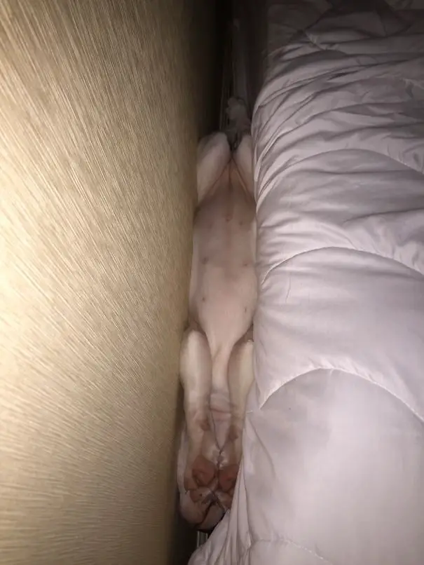 Labrador Retriever puppy stuck in between the headboard and the bed while sleeping