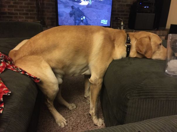 Labrador Retriever sitting on the couch with its arms and legs standing on the floor and its face on the chair