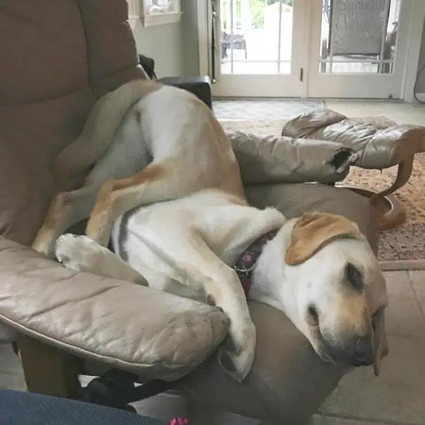 Labrador Retriever lying upside down on the chair