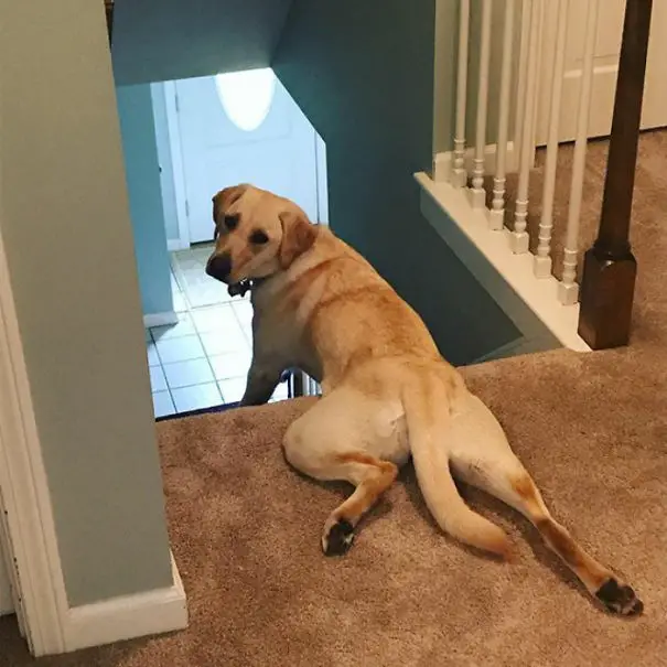 Labrador Retriever crawling in the stairs