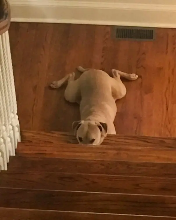 Labrador Retriever lying on the floor with its face on the stairs