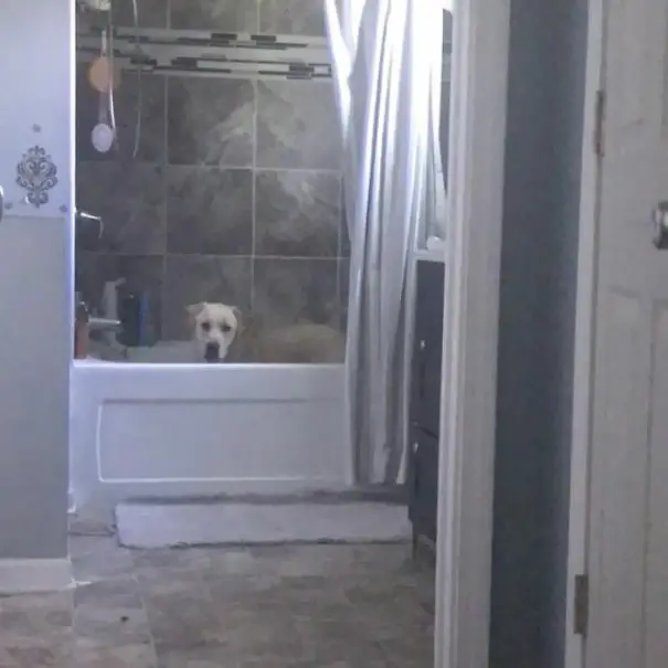 Labrador Retriever standing inside the bathtub