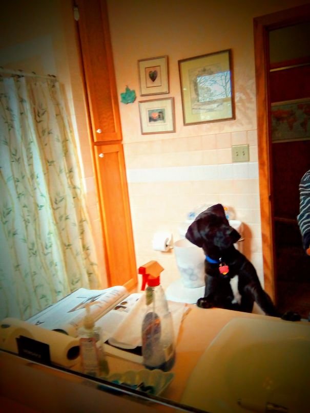Labrador Retriever puppy standing up leaning against the bathroom sink