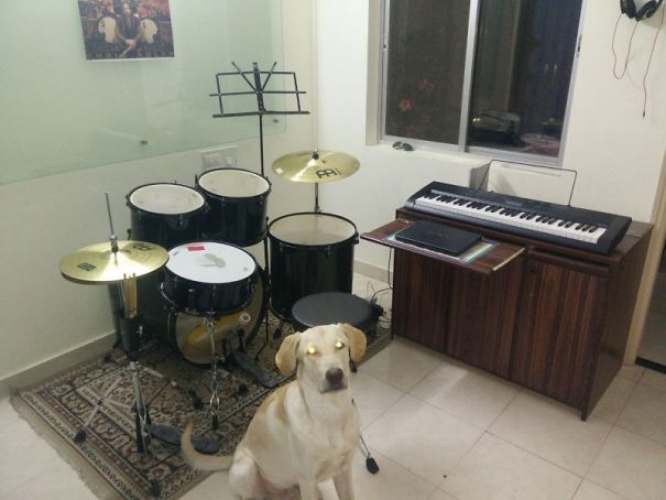Labrador Retriever sitting in the music room with a drum set and piano behind him