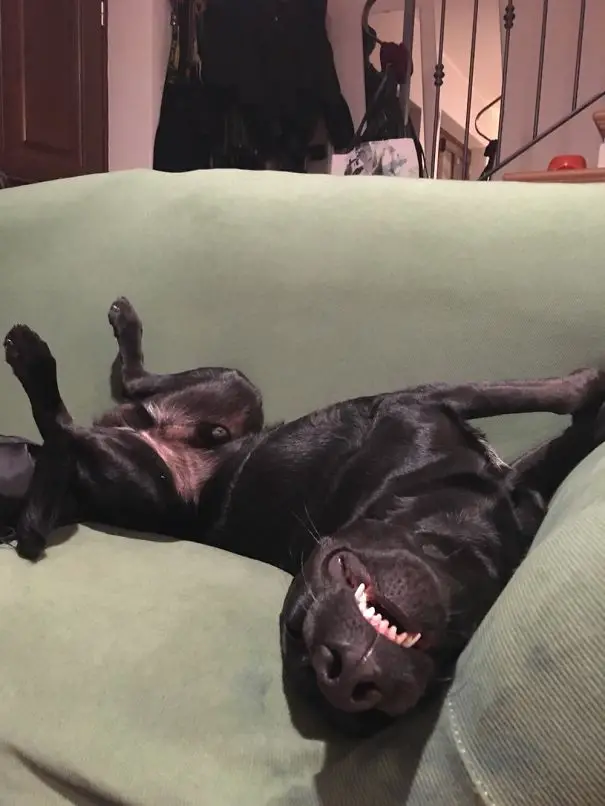 Labrador Retriever lying on the couch while sleeping