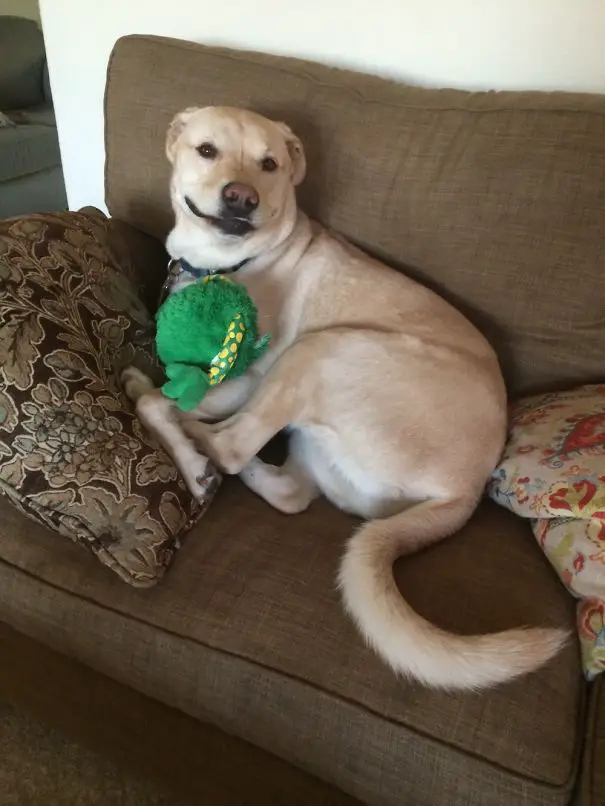Labrador Retriever lying on the couch with its stuffed toy while smiling