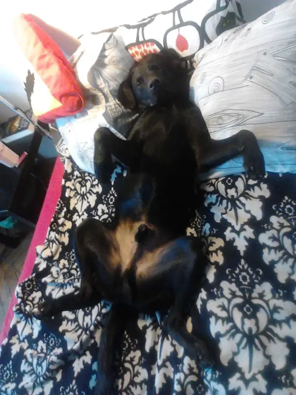Labrador Retriever sleeping on the bed while lying on its back with its legs spread out