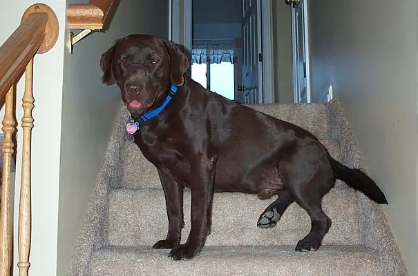 Labrador Retriever sitting on the stairs while smiling