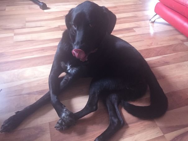 Labrador Retriever lying on the floor while licking its mouth