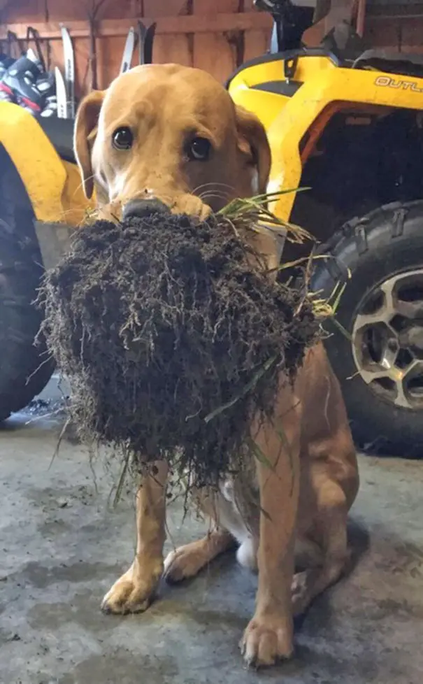 Labrador sitting in the garage while holding roots with its mouth