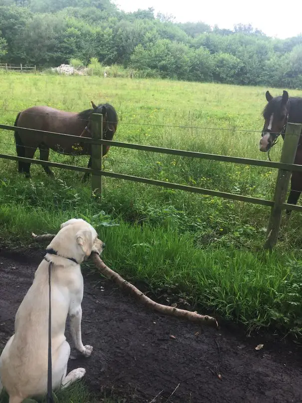 Labrador Retriever sitting in front of horses behind the fence with a stick in tis mouth