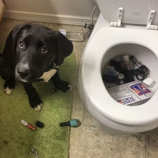 Labrador puppy sitting in the bathroom next to a toilet filled with nail polish, vaseline, lipsticks and more