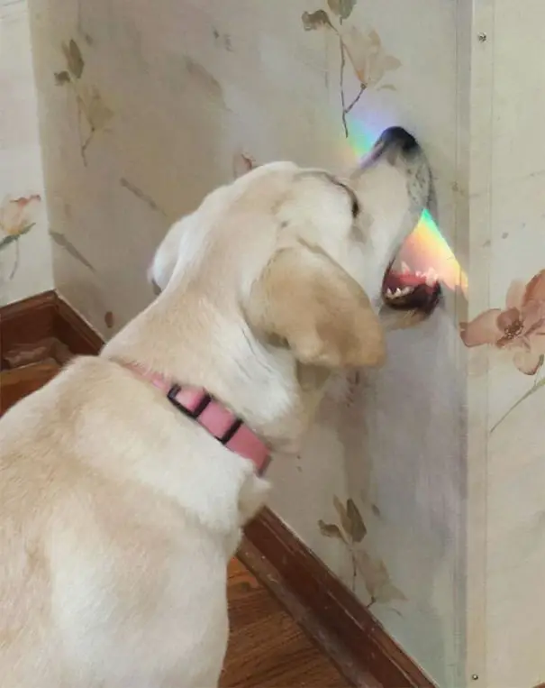 Labrador Retriever trying to eat the rainbow light on the wall
