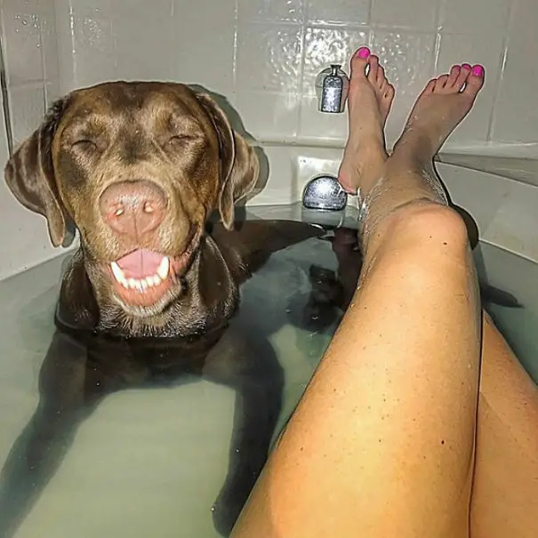 Labrador Retriever lying inside the bathtub next tot the legs of its owner while smiling