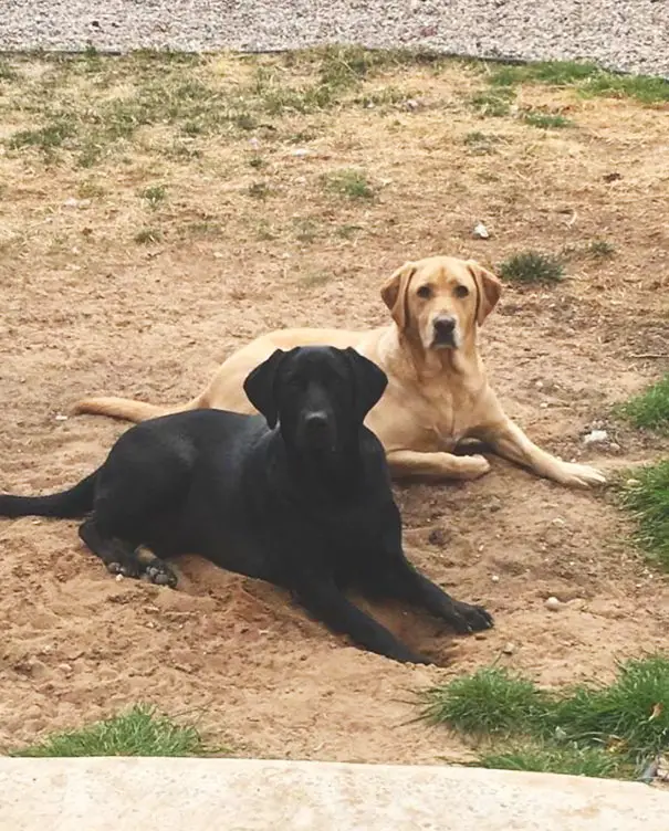 two Labrador Retrievers lying down in the sand