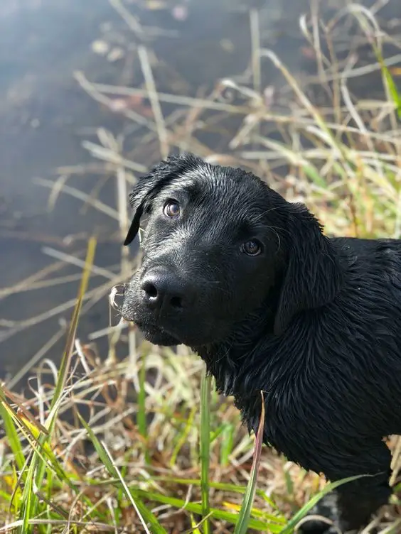 a wet black Labrador standing by the lake