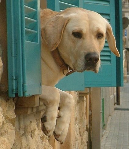 yellow Labrador watching outside from the window