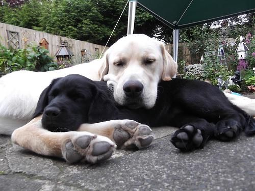 white and black Labradors sleeping on the floor in the garden