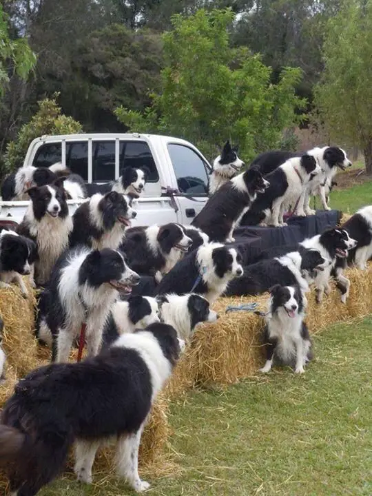 pack of Border Collie at the farm sitting on top of bales of hay mulch