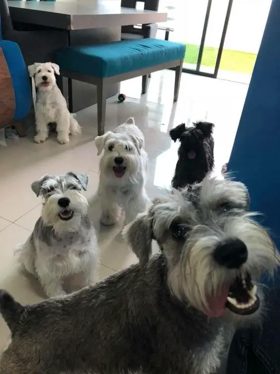 group of Schnauzer dogs in their happy faces