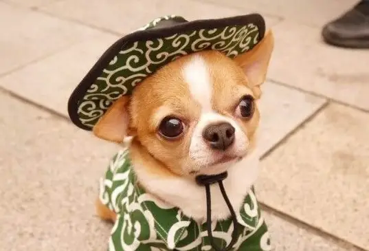 50 Mexican Chihuahua Dog Names The Paws